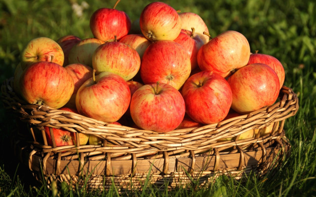 Basket apples grass sunny autumn free wallpaper - medium preview image