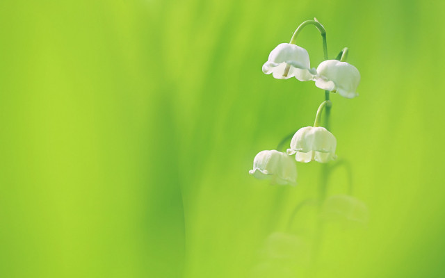 Flower macro green background blurry free wallpaper - medium preview image