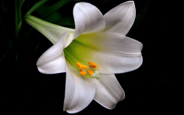 White flower green center black #4 free wallpaper - medium preview image