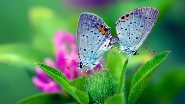 Butterflies flower field macro nature free wallpaper - medium preview image