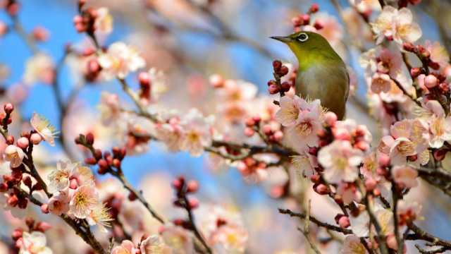 Bird branch cherry blossoms spring #2 free wallpaper - medium preview image