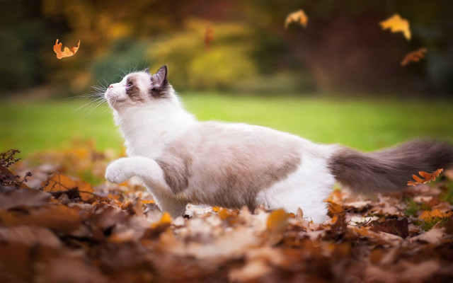 Cat leaves autumn burns fire free wallpaper - medium preview image