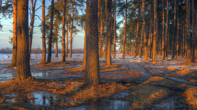 Dirt road forest snow puddle free wallpaper - medium preview image