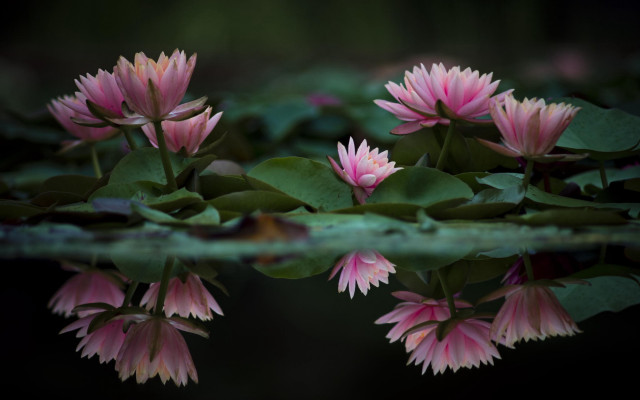 Pink flowers pond lilies macro free wallpaper - medium preview image