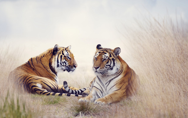 Tigers tallgrass heads touch paws free wallpaper - medium preview image