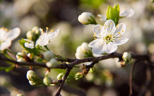 White flower closeup bokeh nature free wallpaper - medium preview image