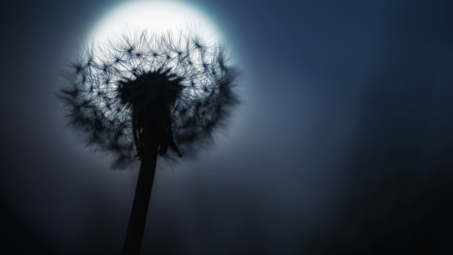 Dandelion moon night forest portrait free wallpaper - medium preview image