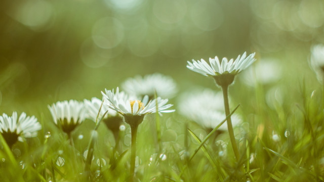 White flower closeup bokeh macro free wallpaper - medium preview image