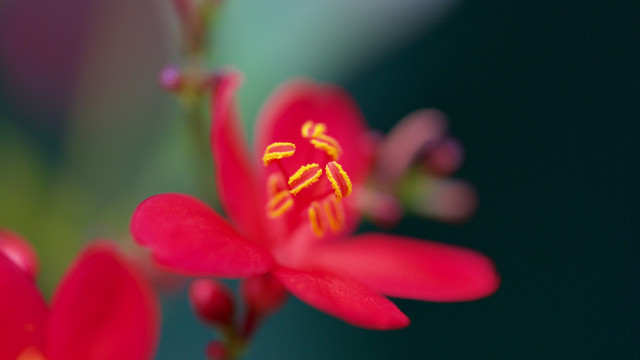 Red flower yellow stamens green #2 free wallpaper - medium preview image