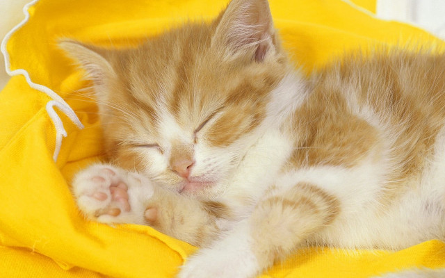 Small kitten sleeping yellow blanket free wallpaper - medium preview image