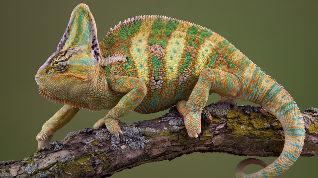 Colorful chameleon branch green dirt free wallpaper - medium preview image