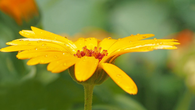 Yellow flower water droplets green free wallpaper - medium preview image