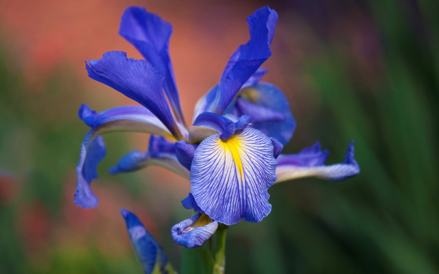 Blue flower yellow stamens garden #2 free wallpaper - medium preview image