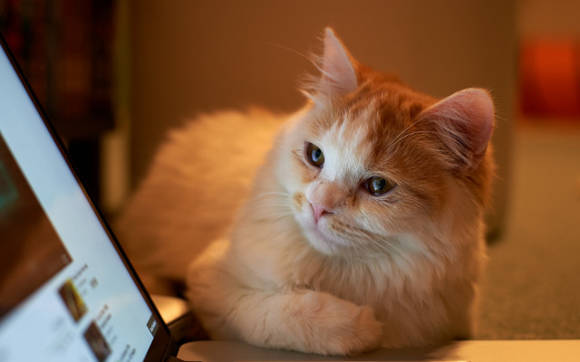 Sad cat on table with free wallpaper - medium preview image