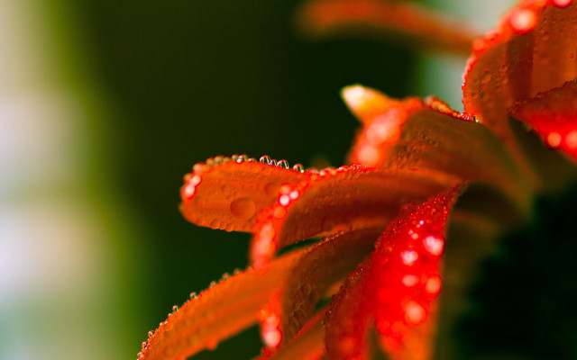 Red flower water droplets macro #8 free wallpaper - medium preview image