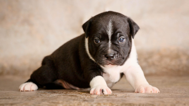Puppy sad shiba inu photorealistic free wallpaper - medium preview image