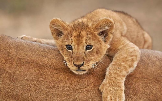 Lion cub sitting large animal free wallpaper - medium preview image