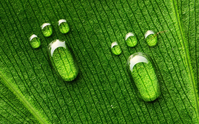 Green leaf with white flowers free wallpaper - medium preview image