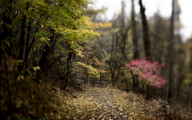 Woodland path leaves trees shallow free wallpaper - medium preview image