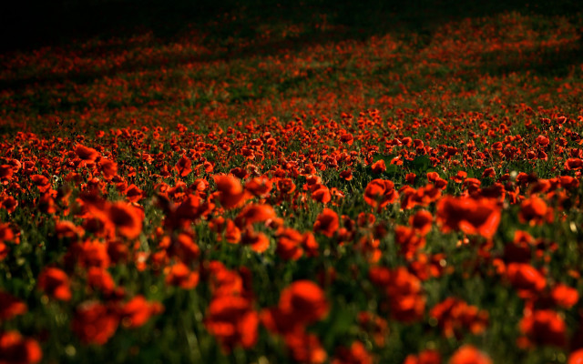 Red flower autumn leaves blurry #2 free wallpaper - medium preview image