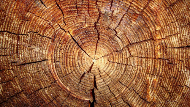 Tree trunk rings ecological art free wallpaper - medium preview image