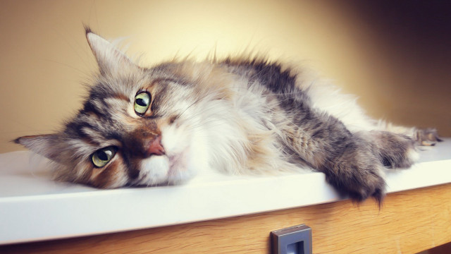 Cat wooden table wall light free wallpaper - medium preview image