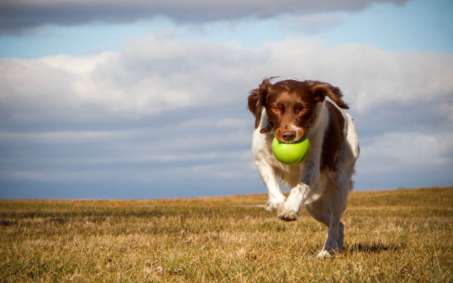 Dog running ball field cloudy free wallpaper - medium preview image