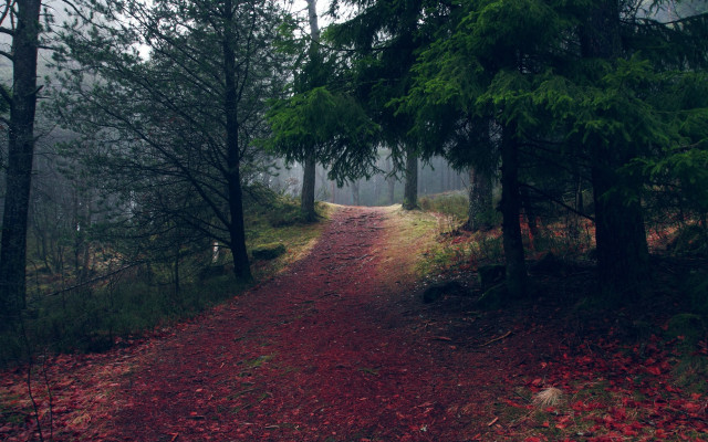 Dirt road forest red path free wallpaper - medium preview image