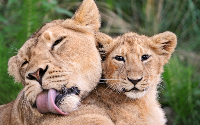 Lions together open mouth wildlife free wallpaper - medium preview image