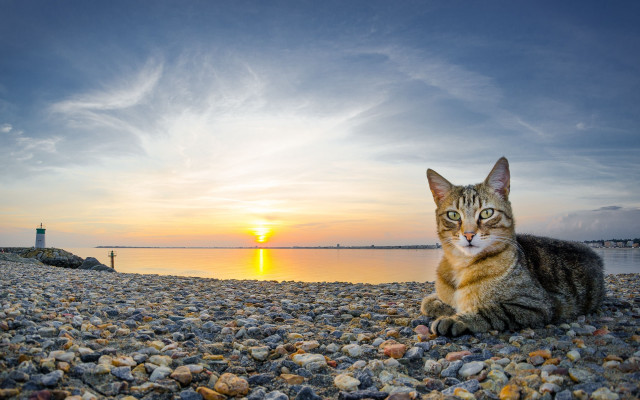 Cat rocky beach sunset water #2 free wallpaper - medium preview image
