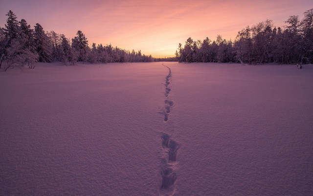 Snowy trail sunset trees bushes free wallpaper - medium preview image