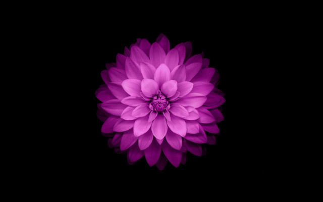 Purple hydrangea white center generative free wallpaper - medium preview image