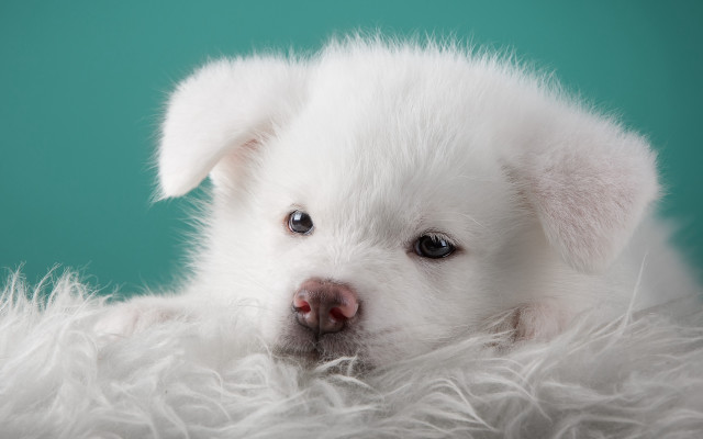 White puppy red nose fluffy free wallpaper - medium preview image