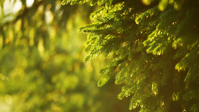 Tree branch sunlight nature blurry free wallpaper - medium preview image