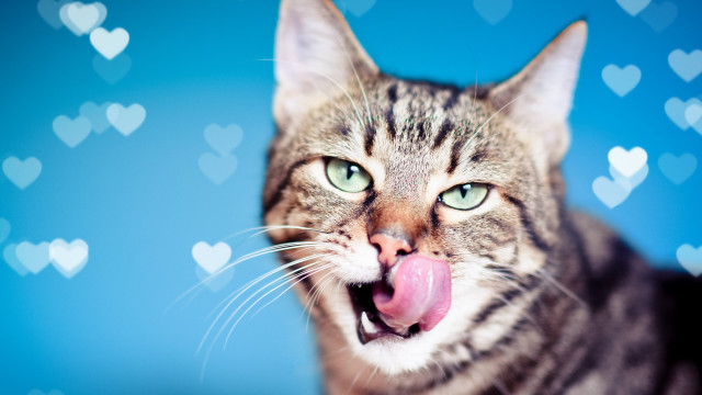 Cat blowing kiss hearts blue free wallpaper - medium preview image