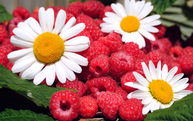 Raspberries flower leaves bouquet blurry free wallpaper for desktop - medium preview image