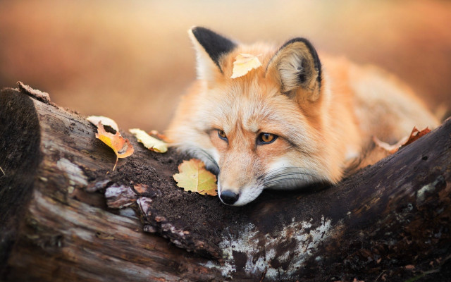 Fox leaf muzzle sad puzzle free wallpaper - medium preview image
