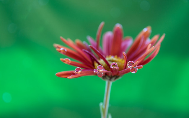 Red flower water droplets macro #20 free wallpaper - medium preview image