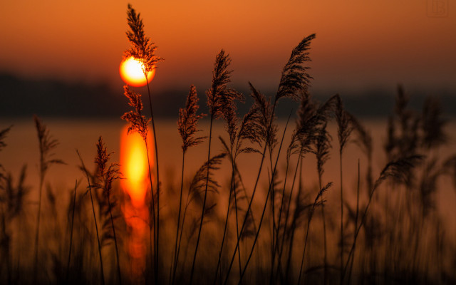 Sunset tallgrass water clouds forest free wallpaper - medium preview image