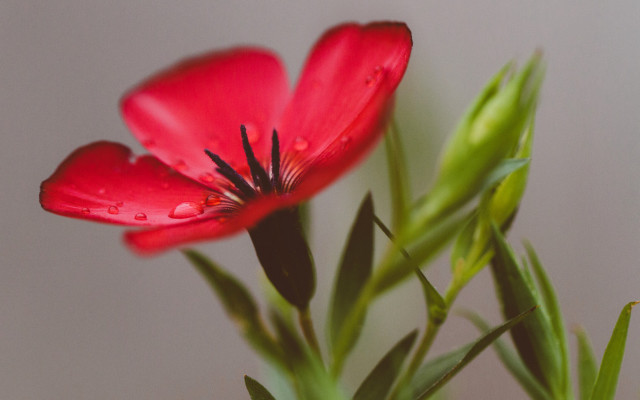 Red flower water droplets macro #16 free wallpaper - medium preview image