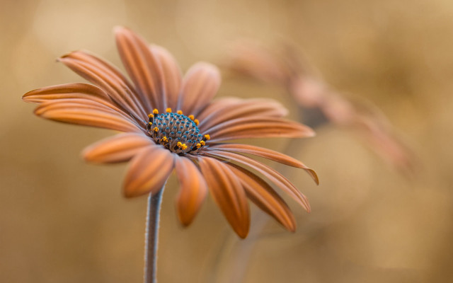 Daisy lily lotus white yellow free wallpaper - medium preview image