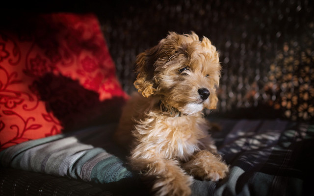 Small dog couch red pillow free wallpaper - medium preview image