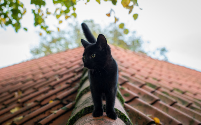 Black cat roof tree clouds free wallpaper - medium preview image