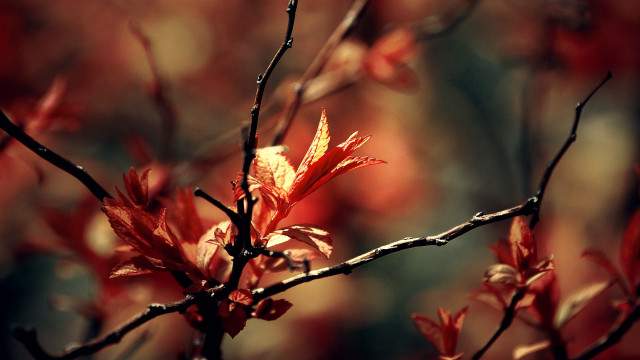 Red leaves autumn butterfly macro free wallpaper - medium preview image