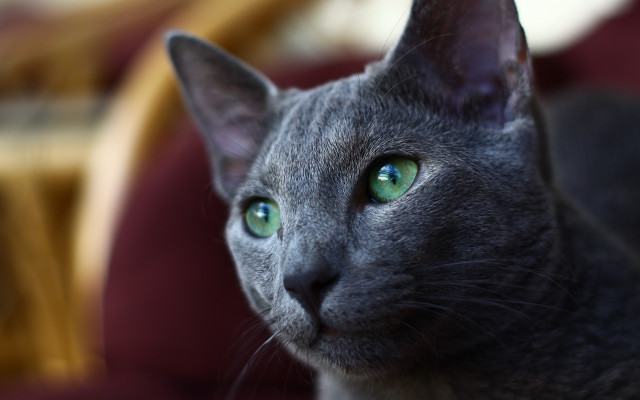 Black cat green eyes macro #7 free wallpaper - medium preview image
