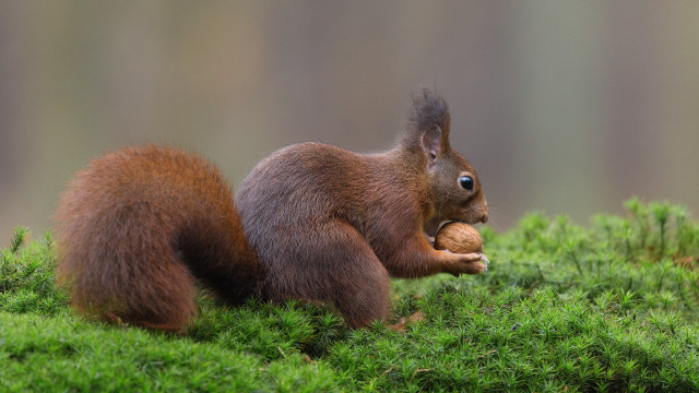 Squirrel eating nut mossy woods free wallpaper - medium preview image