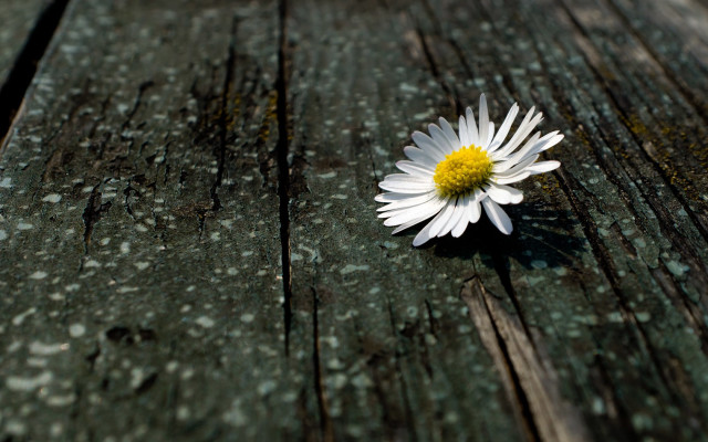Daisy wooden surface blurry background free wallpaper - medium preview image