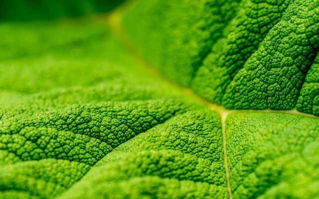 Green leaf yellow line macro #2 free wallpaper - medium preview image