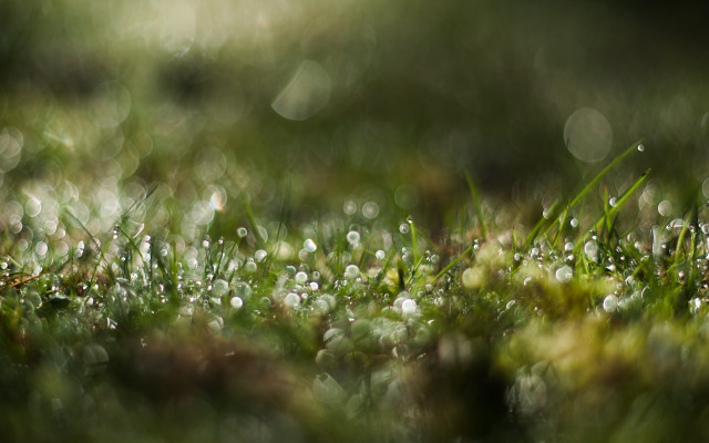 Grass water drops bokeh macro free wallpaper - medium preview image