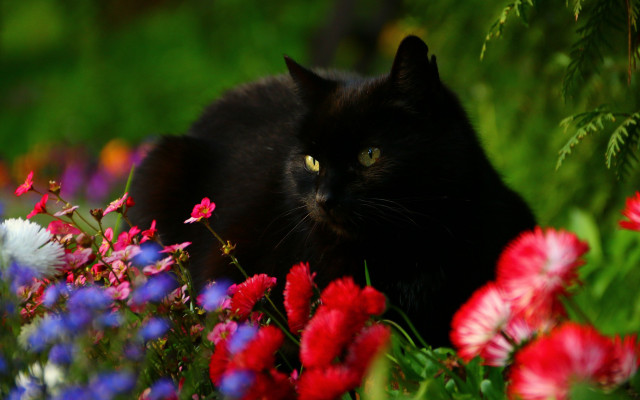 Black cat flower field gothic free wallpaper - medium preview image